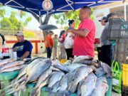 Alcaldía de Maracaibo cierra Feria del Pescado con cuatro jornadas exitosas