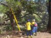 IMA ha recogido 40 árboles caídos tras el paso de la onda tropical que azotó Maracaibo