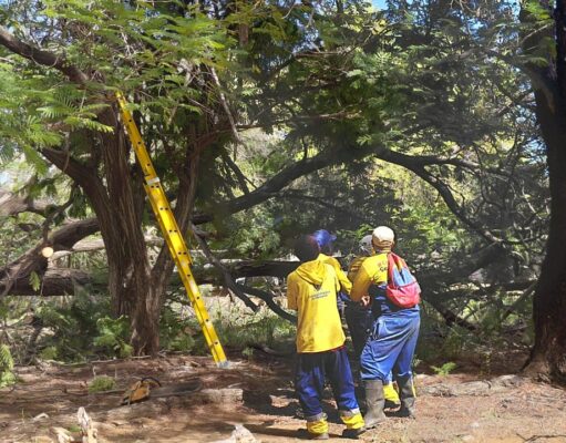 IMA ha recogido 40 árboles caídos tras el paso de la onda tropical que azotó Maracaibo