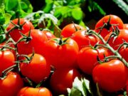 El tomate, gran aliado para frenar el riesgo de cáncer de próstata